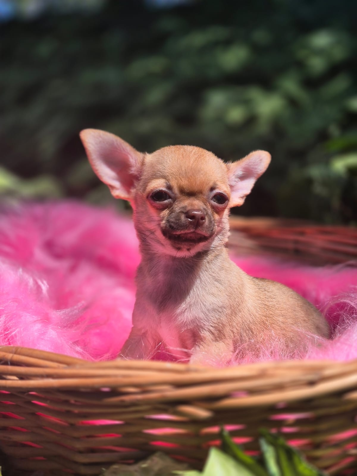 Chihuahua